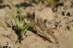 Schistocerca pallens