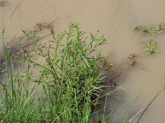 Sphaeranthus peduncularis