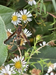 Polistes metricus