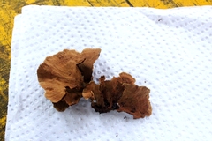 Hymenochaete microcycla