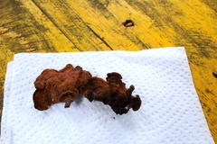 Hymenochaete microcycla