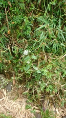 Swertia macrosperma