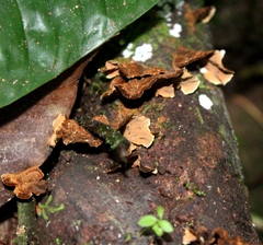 Hymenochaete microcycla