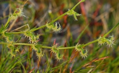 Pectocarya recurvata