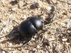 Thorectes intermedius