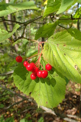 Viburnum wrightii