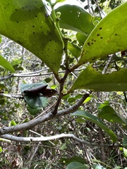 Schoepfia brasiliensis