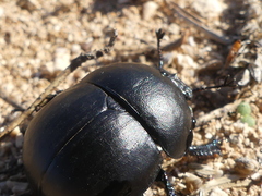 Thorectes intermedius