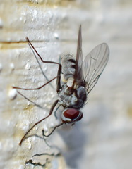 Muscidae