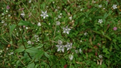 Swertia macrosperma