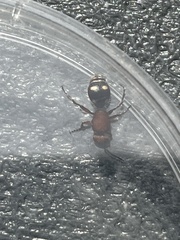 Dasymutilla quadriguttata