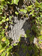Quercus velutina