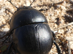 Thorectes intermedius