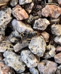 Labidura riparia
