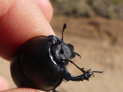 Thorectes intermedius