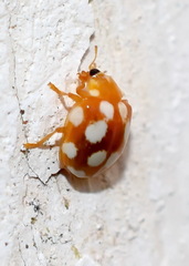 Vibidia duodecimguttata