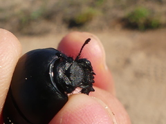 Thorectes intermedius