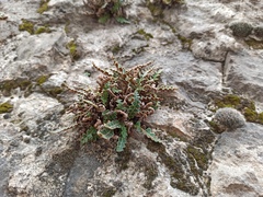 Asplenium ceterach