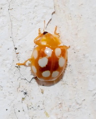 Vibidia duodecimguttata