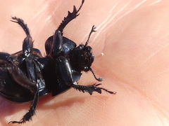 Thorectes intermedius