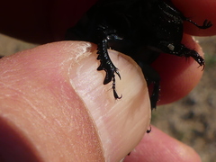 Thorectes intermedius