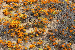 Ursinia calenduliflora