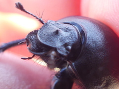 Thorectes intermedius