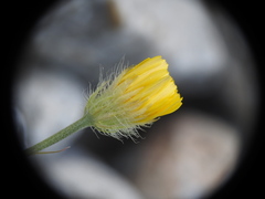 Hypochaeris achyrophorus