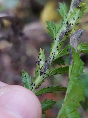 Puccinia tanaceti