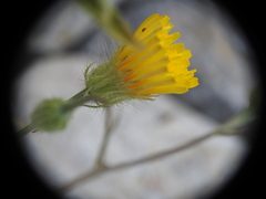 Hypochaeris achyrophorus