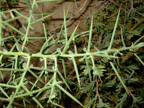 Camel's Thorn