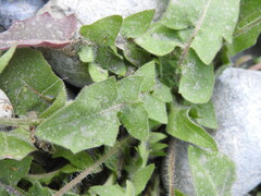 Hypochaeris achyrophorus