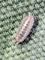 Proporcellio mirabilis