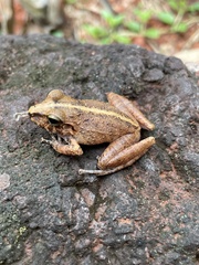Pristimantis fenestratus