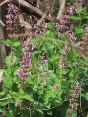 Lamiaceae
