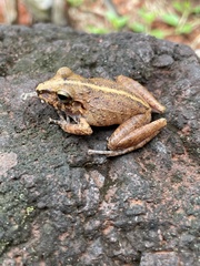 Pristimantis fenestratus
