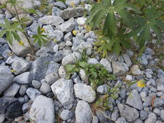 Hypochaeris achyrophorus