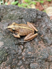 Pristimantis fenestratus