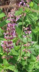 Lamiaceae