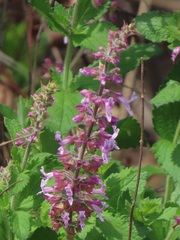 Lamiaceae