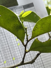 Schoepfia brasiliensis