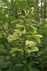 Cardiocrinum cordatum