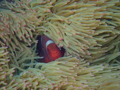 Amphiprion biaculeatus