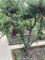 Juniperus brevifolia