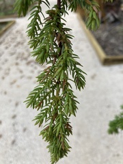 Juniperus brevifolia