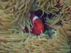 Amphiprion biaculeatus