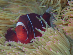 Amphiprion biaculeatus