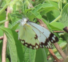 Belenois creona severina