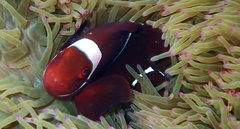 Amphiprion biaculeatus