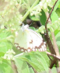 Belenois creona severina